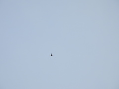 Panyptila cayennensis