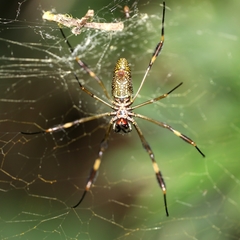 Trichonephila clavipes