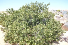 Searsia populifolia