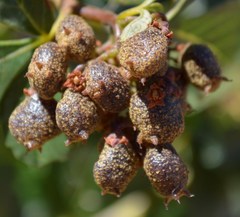 Searsia populifolia