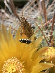 Acmaeodera alicia