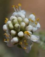 Selago angustibractea