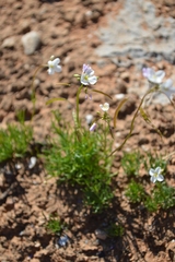Heliophila carnosa