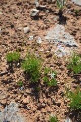 Heliophila carnosa