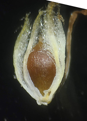 Schoenoplectus subulatus