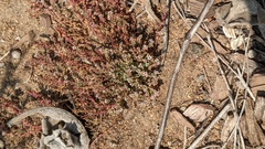 Euphorbia polycarpa