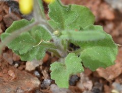 Senecio sisymbriifolius