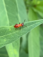 Oncopeltus fasciatus