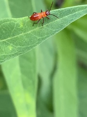 Oncopeltus fasciatus