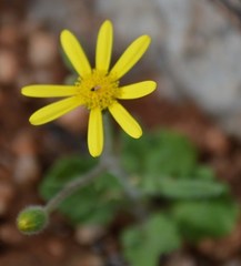 Senecio sisymbriifolius