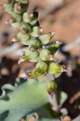 Lachenalia undulata