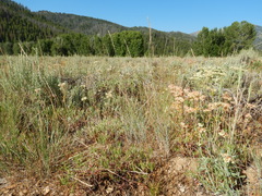 Pseudoroegneria spicata inermis