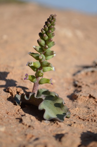 Lachenalia undulata
