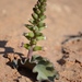 Lachenalia undulata - Photo (c) pietermier，保留部份權利CC BY-NC