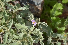 Solanum burchellii