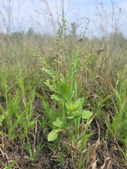 Rorippa hispida