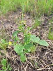 Rorippa hispida
