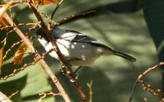 Dryoscopus cubla cubla