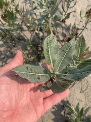 Salix cordata