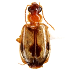 Lebia guttula