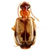 Lebia guttula - Photo (c) Mike Quinn, Austin, TX, some rights reserved (CC BY-NC), uploaded by Mike Quinn, Austin, TX