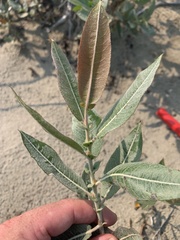 Salix cordata