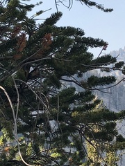Poecile gambeli