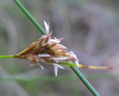 Ficinia fascicularis