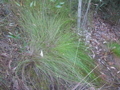 Ficinia fascicularis