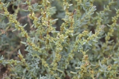 Suaeda fruticosa