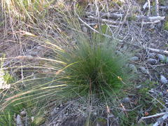 Schoenus graciliculmis