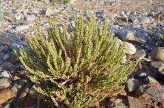 Jamesbrittenia amplexicaulis