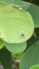 Condylostylus mundus