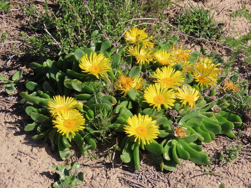 Mesembryanthemum linguiforme var. fragrans Salm-Dyck