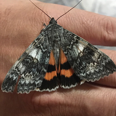 Catocala adultera