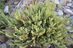 Jamesbrittenia amplexicaulis