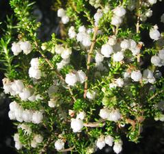 Erica formosa