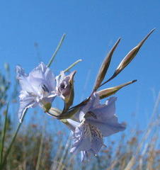 Gladiolus gracilis