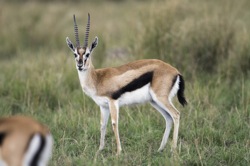 Thomson's Gazelle, photo 4 of 8
