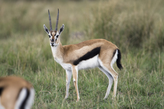 Thomson's Gazelle photo 4
