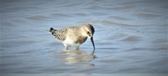 Calidris bairdii