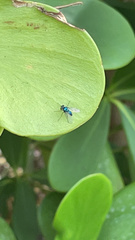 Condylostylus mundus