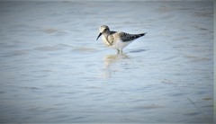 Calidris bairdii