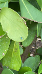 Condylostylus mundus