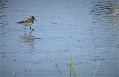 Calidris bairdii