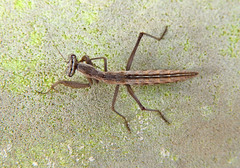 Ameles spallanzania