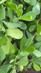 Condylostylus mundus