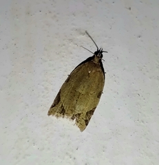 Neocalyptis affinisana