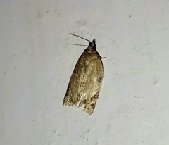 Neocalyptis affinisana