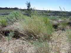 Pseudoroegneria spicata inermis